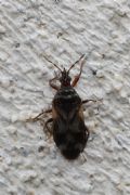 Anthocoris nemoralis